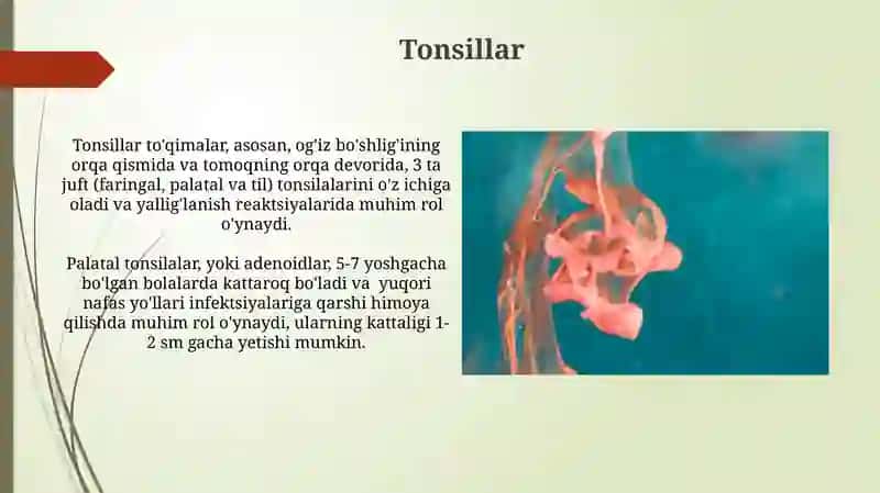 Tonsillar 3