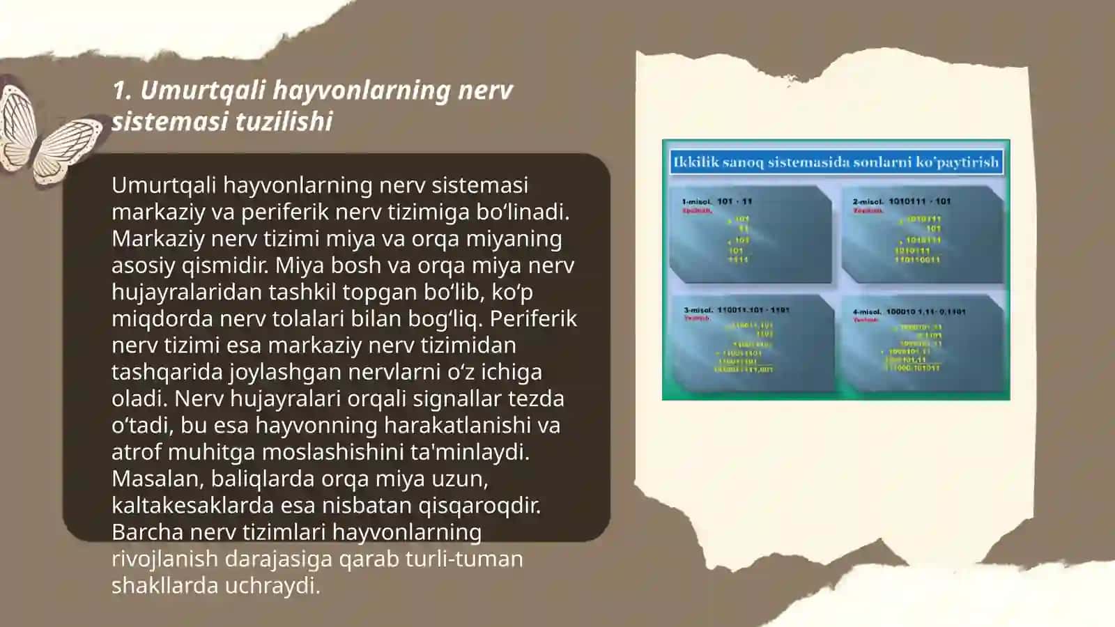 Umurtqali va umurtqasizlarning nerv sistemasini oʻziga xos taʼriflari 3