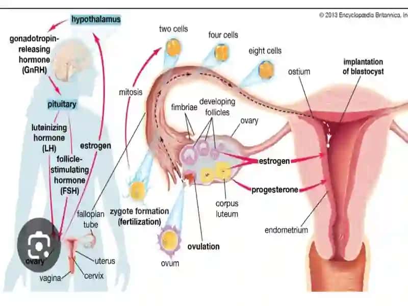 Tuxumdonkasalliklari 3