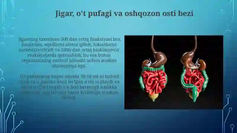 Ovqat hazm qilish tizimi 3