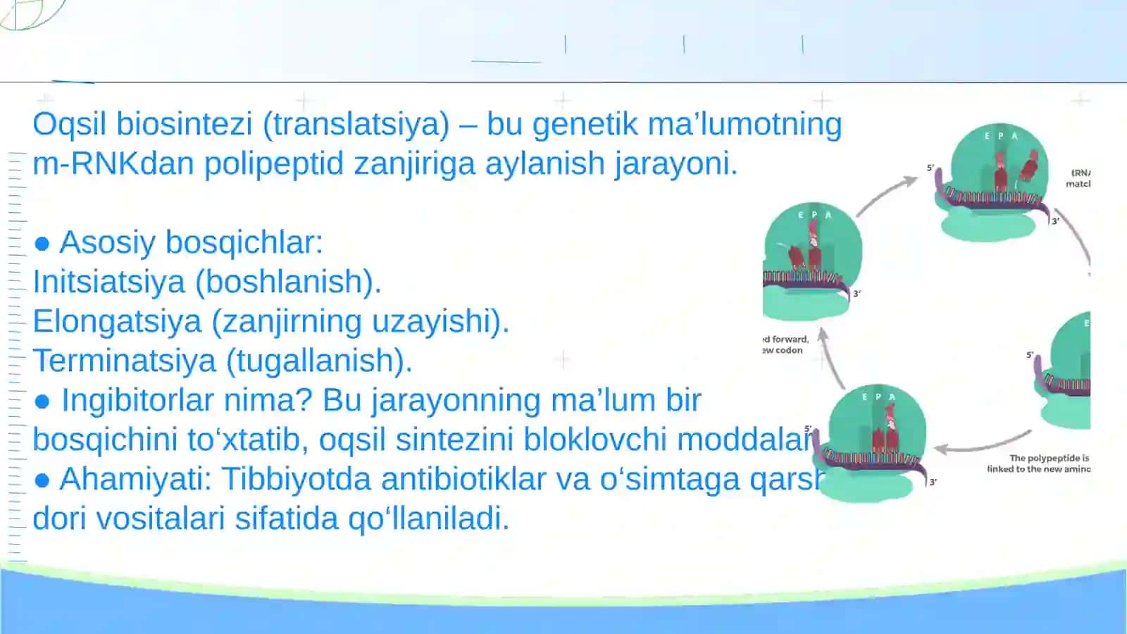 Oqsil biosintezi ingibitorlari. Genlar ta'sirini boshqarilishi, xujayra differensirovkasi. Sitoxrom P-450 induktorlari va ingibitorlarini klinikada qo 'llanilishi 3