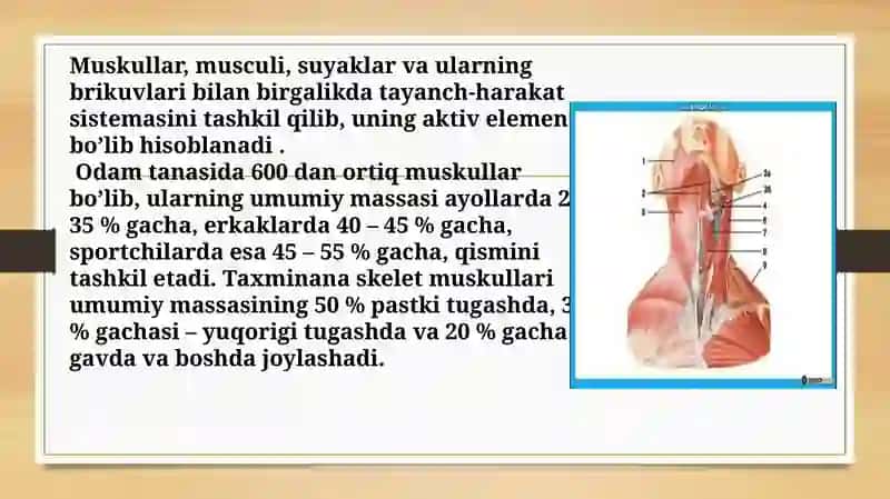 Muskullarni bajaradigan ishtiraklar va xilma xilligi 3