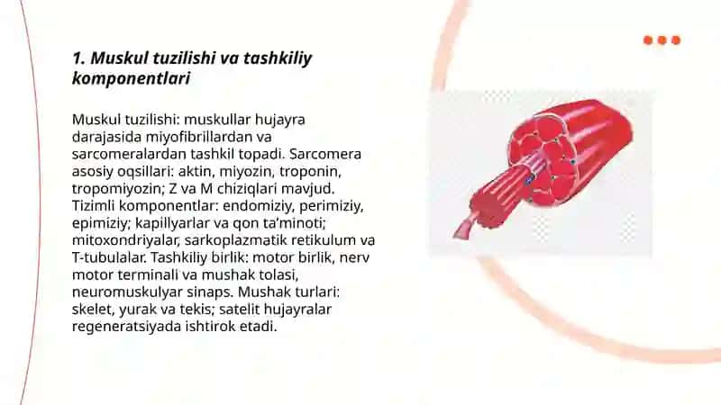 Muskul fiziologiyasi 3