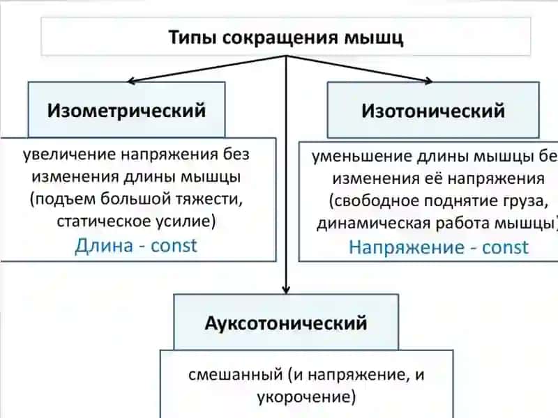 Физиология мышечной ткани 3