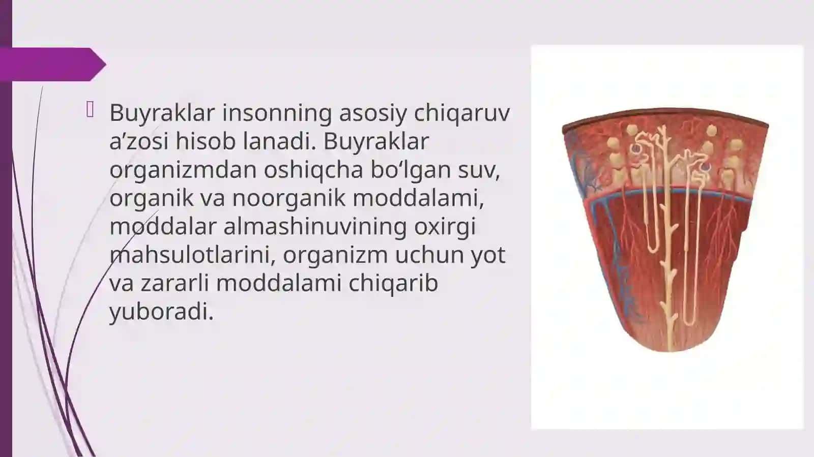 Ayiruv tizimining fiziologiyasi 3
