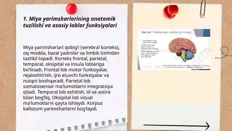Oliy asab faoliyati 3