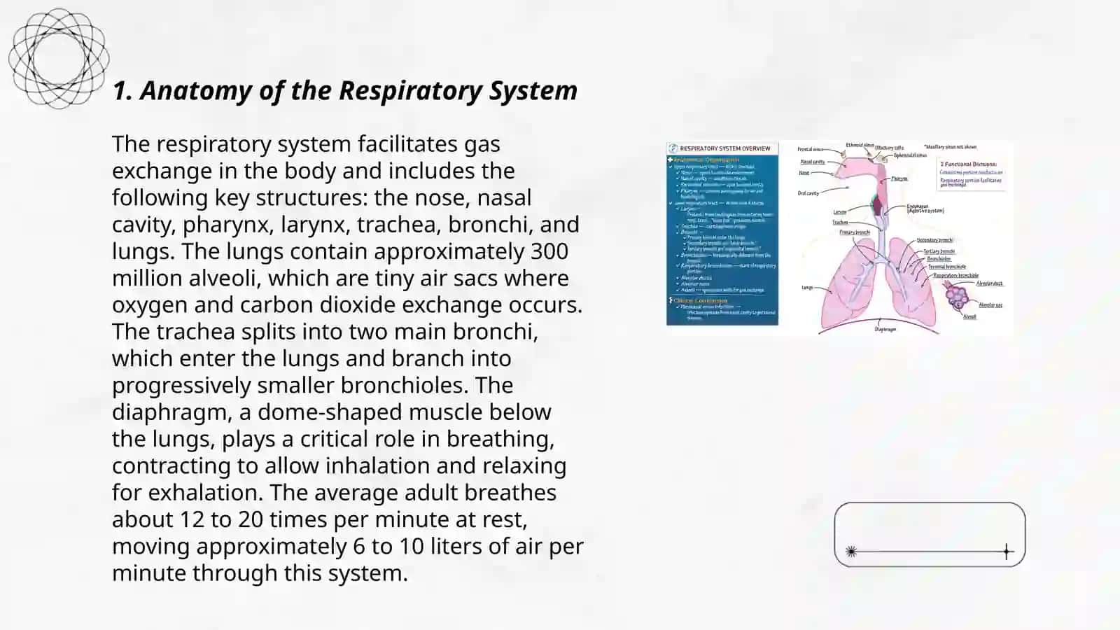 Respiratory system 3