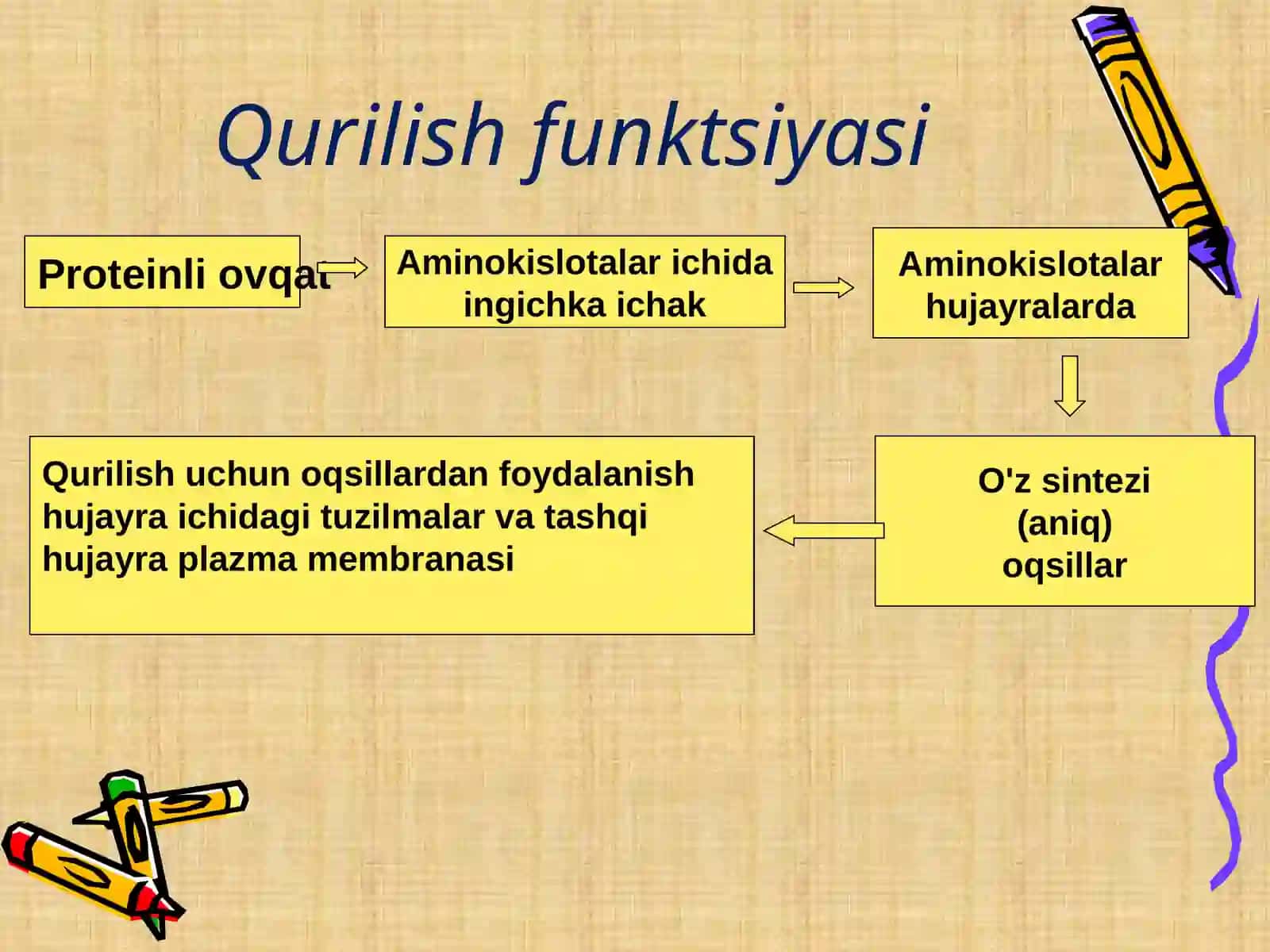 Funksiyalar oqsillar 3