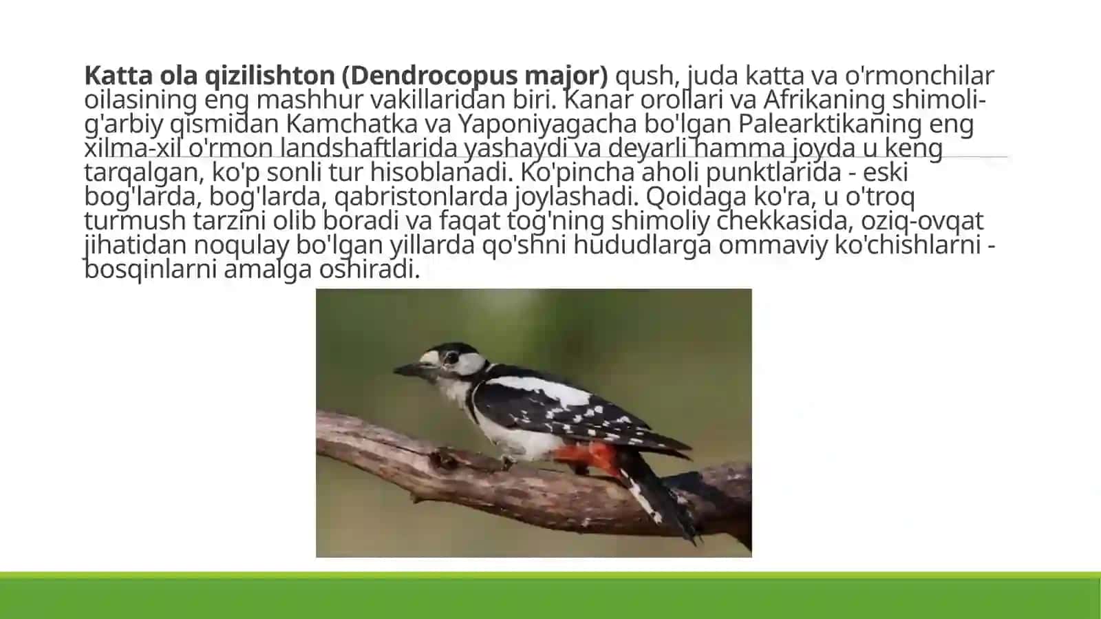 Hasharotxo`r qushlar, ularning tabiatda va inson hayotidagi o`rni 3