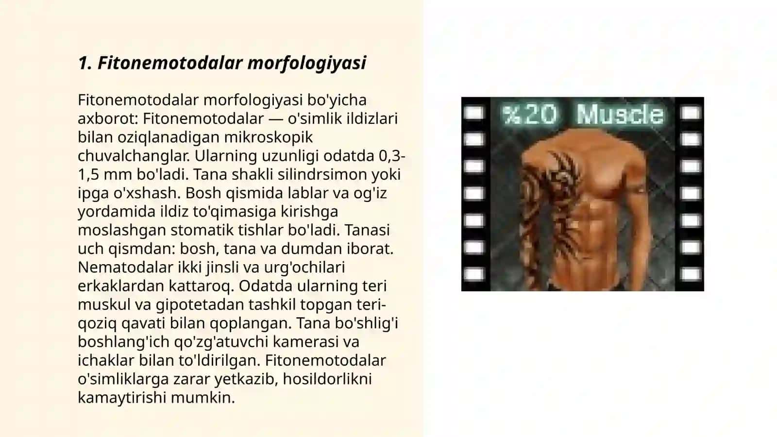 Fitonemotodalar muskullari shakli Maxsus muskullari 3