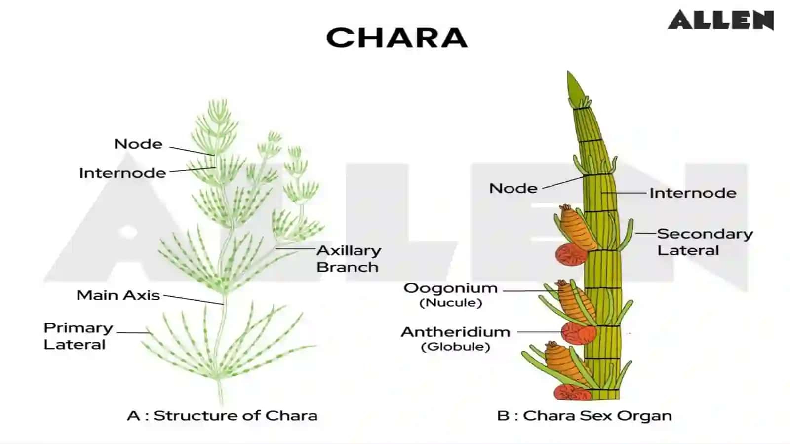 Practical Plant Groups Lab. 5 3