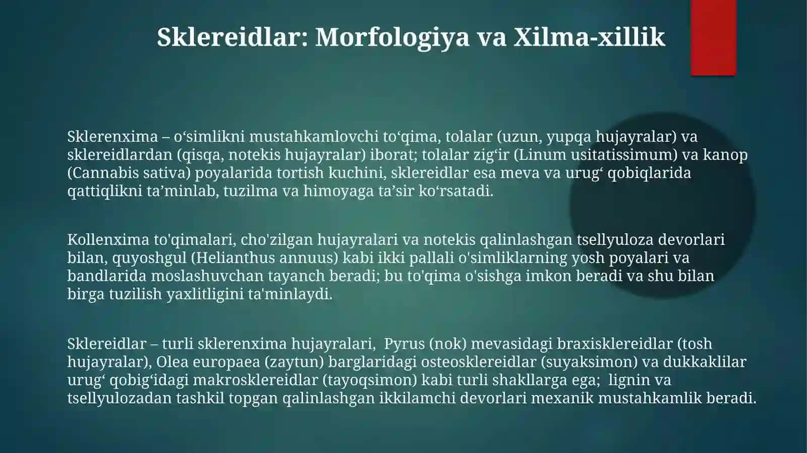 Sklerenxima 3