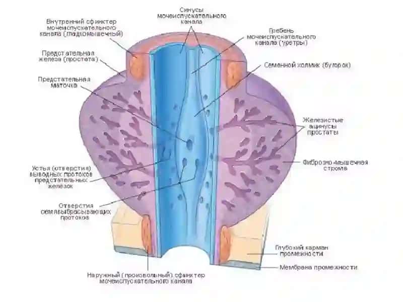 Prostatit. Etiologiyasi, Patogenez, Klassifikatsiya, Klinikasi, Diagnostika va Davolash 3