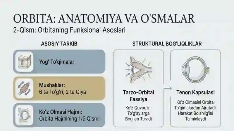 Orbita funksional anatomiyasi o'smalari 3