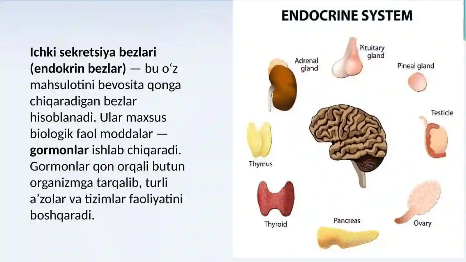sekretsiya bezlari 3