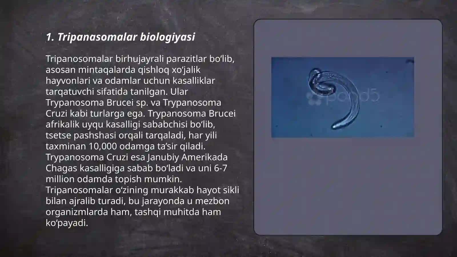 Tibbiy protrologiya.Xivchinlilar odam parazitlari: tripanasomalar leyshmaniyalar trixomandalar lyambliyalar 3