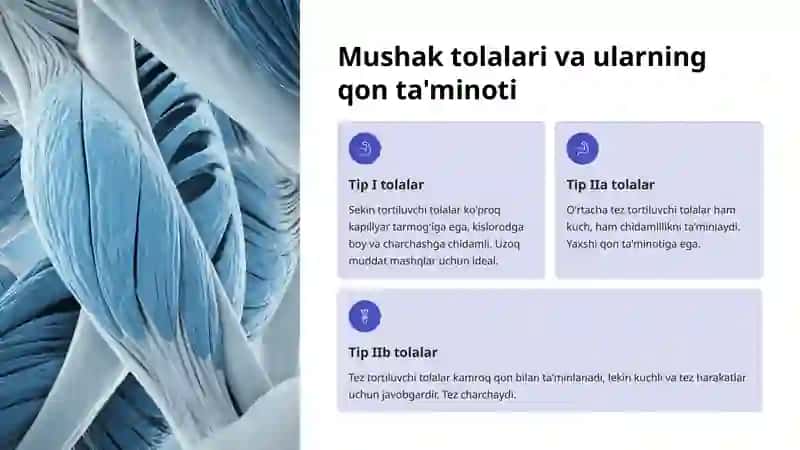 Mushaklarning qon bilan ta'minlanishi 3