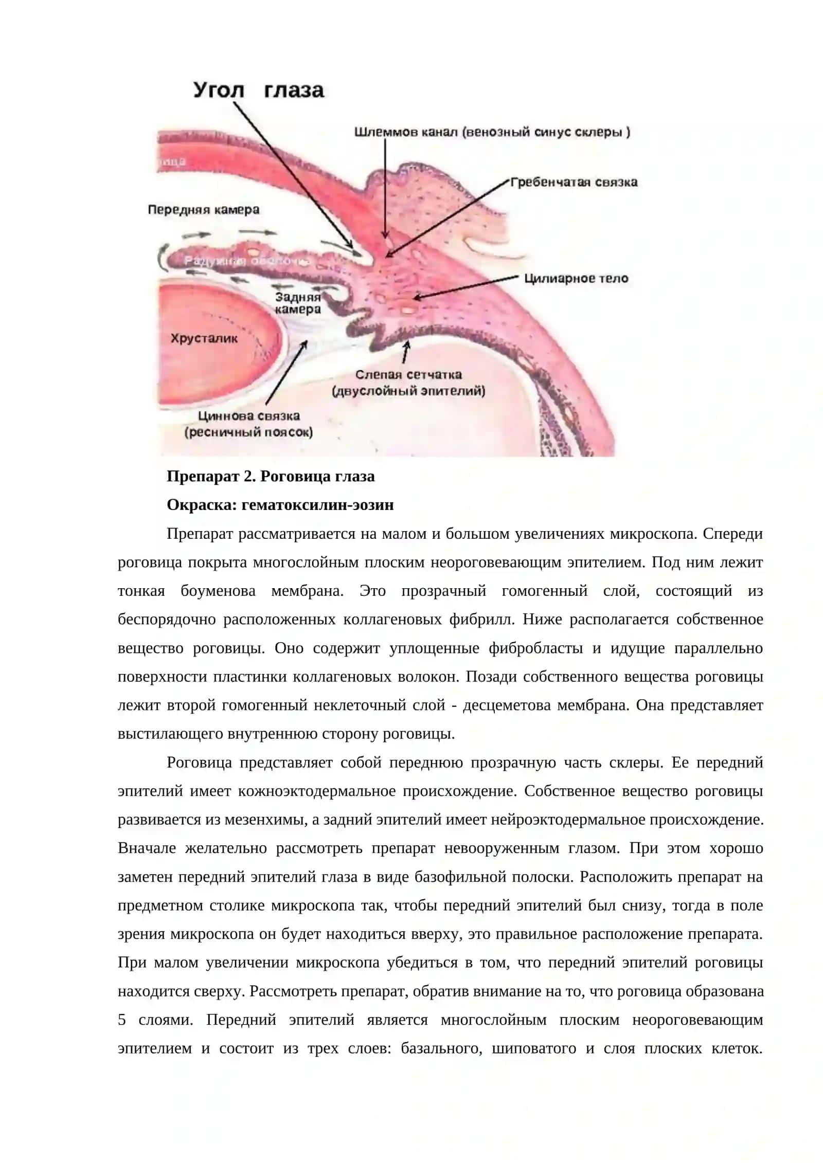 Органы чувств. Орган зрения и обоняния 3