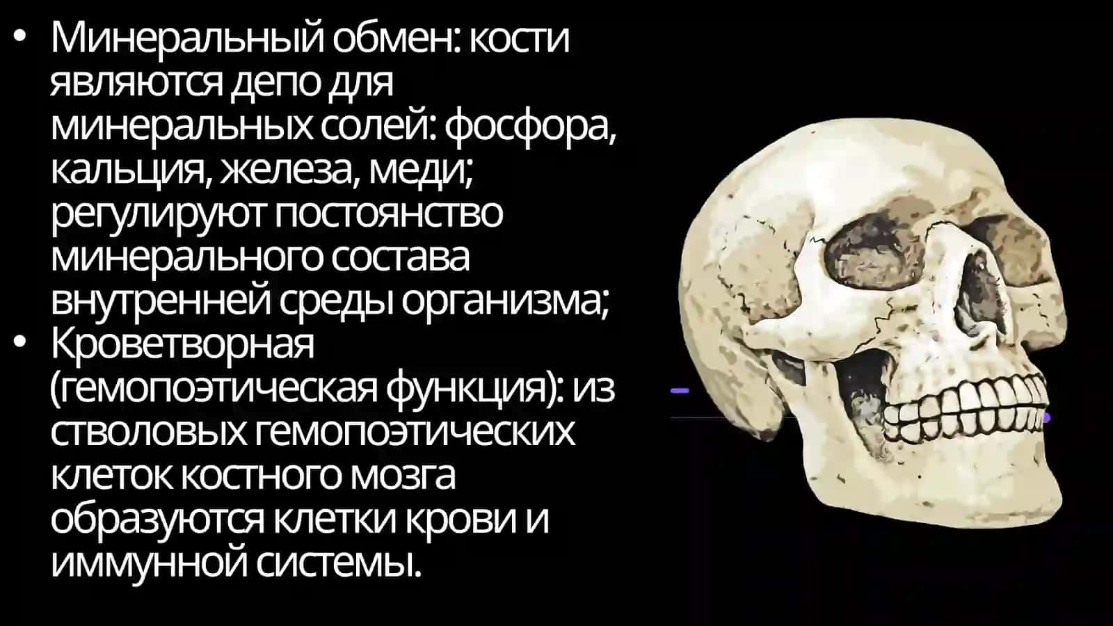 Опорно-двигательный аппарат 3