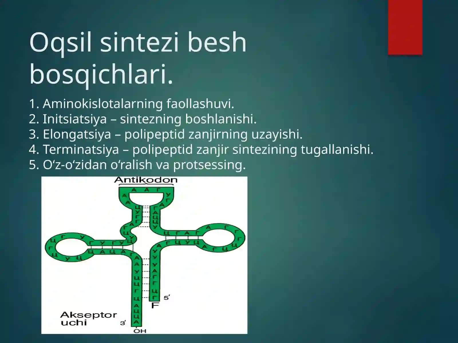 Translyasiya bosqichlari 3