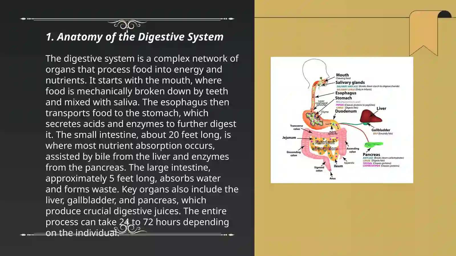 Digestive System 3