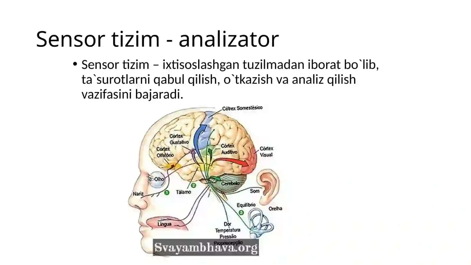 Ko'rish analizatori 3
