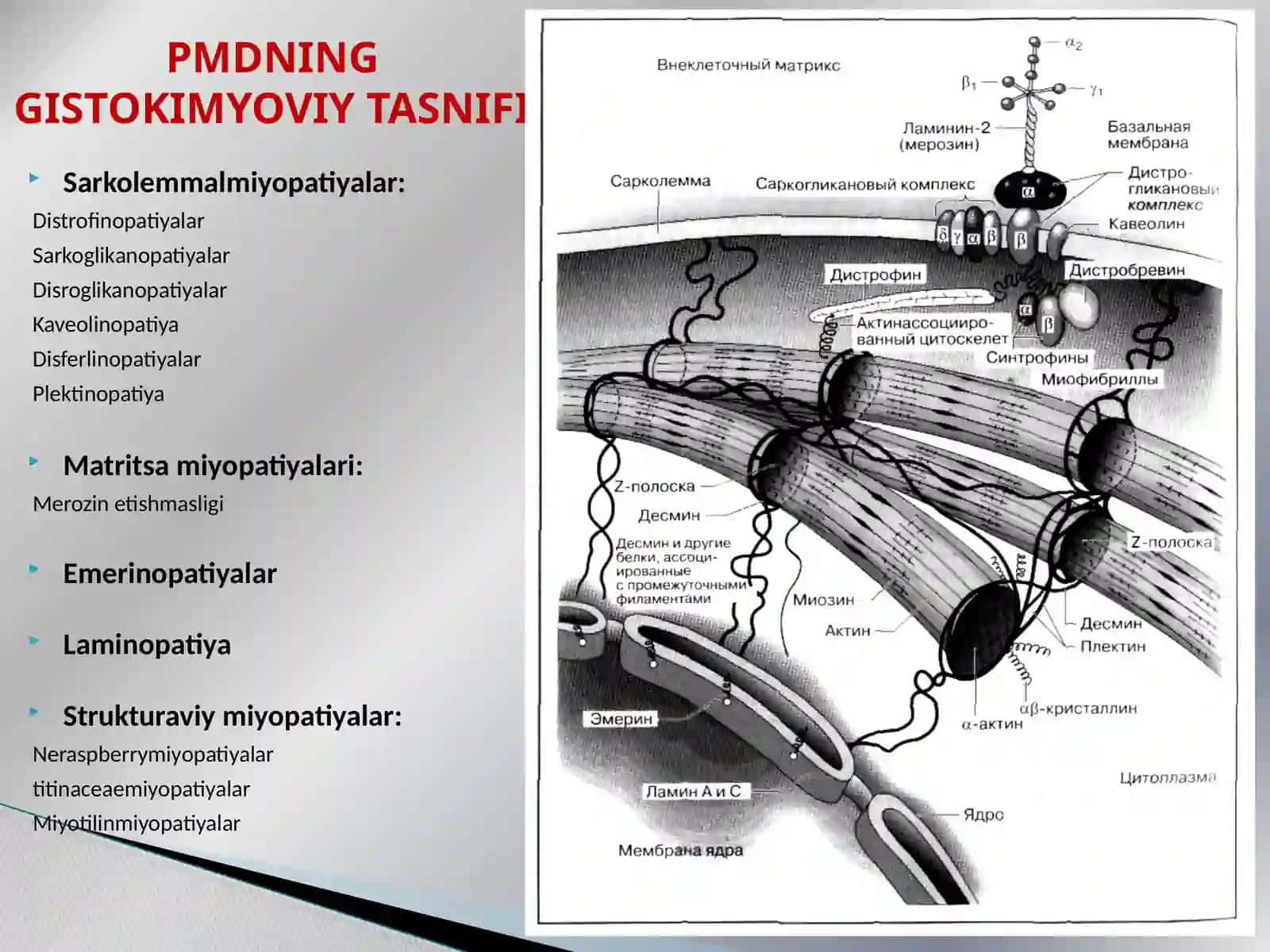 PROGRESSIV MUSUKLAR DISTROFIYASI 3