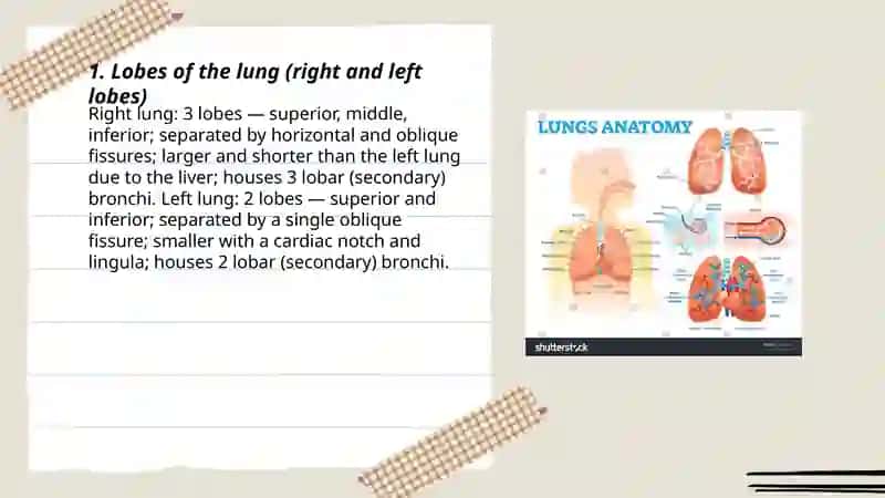 Lung anatomy 3
