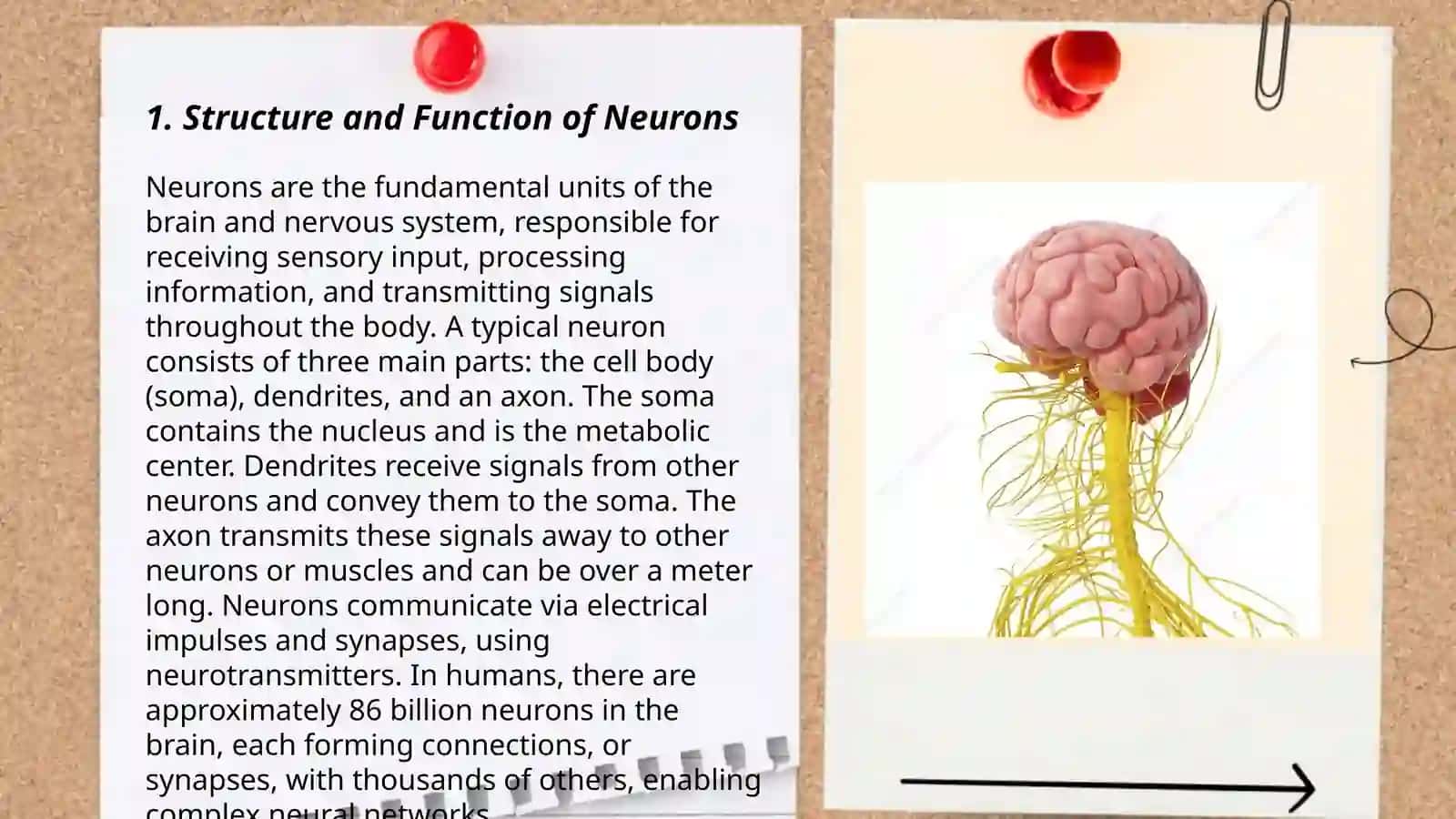 Presentation on Nervous System 3
