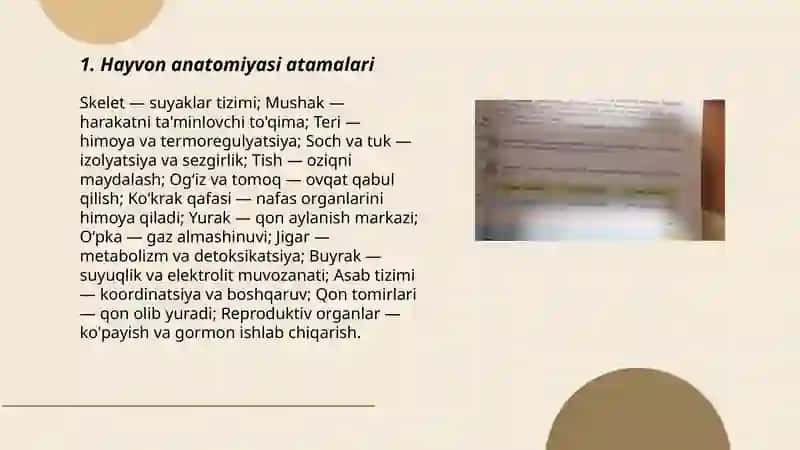 Hayvon anatomiyasi atamalari 3