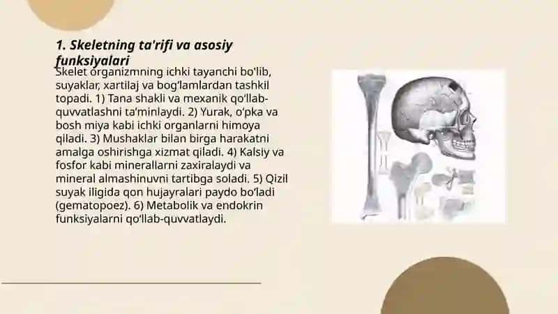 Skelet va uning boylamlari haqida ta'limot.(chokli,choksiz boylamlar,boʻgʻim tuzilishi) 3