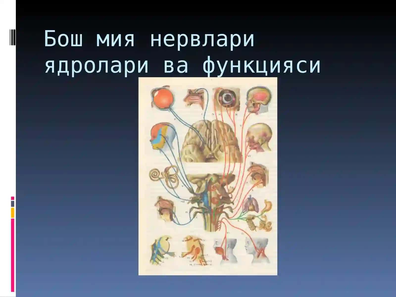 Жуфт нервлар 3