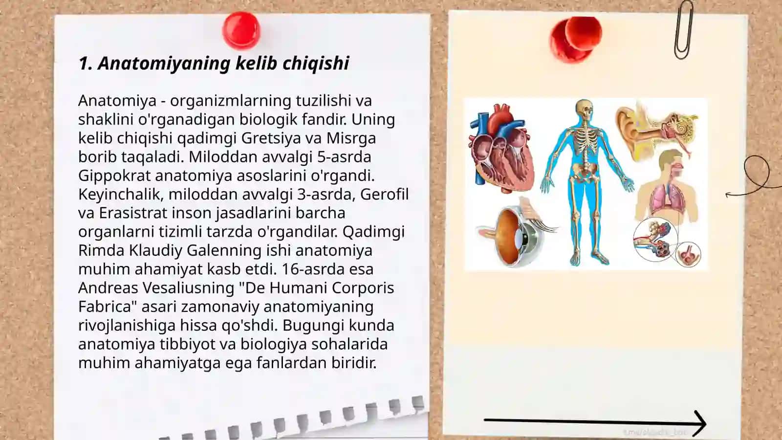 Anatomiya fanining qisqacha tarixiy ocherki 3