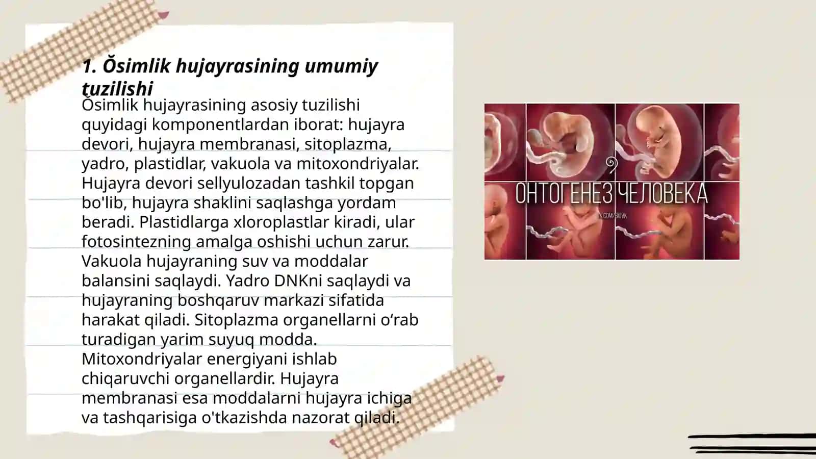 Ŏsimlik hujayrasining tuzilishi va ontogenezi 3