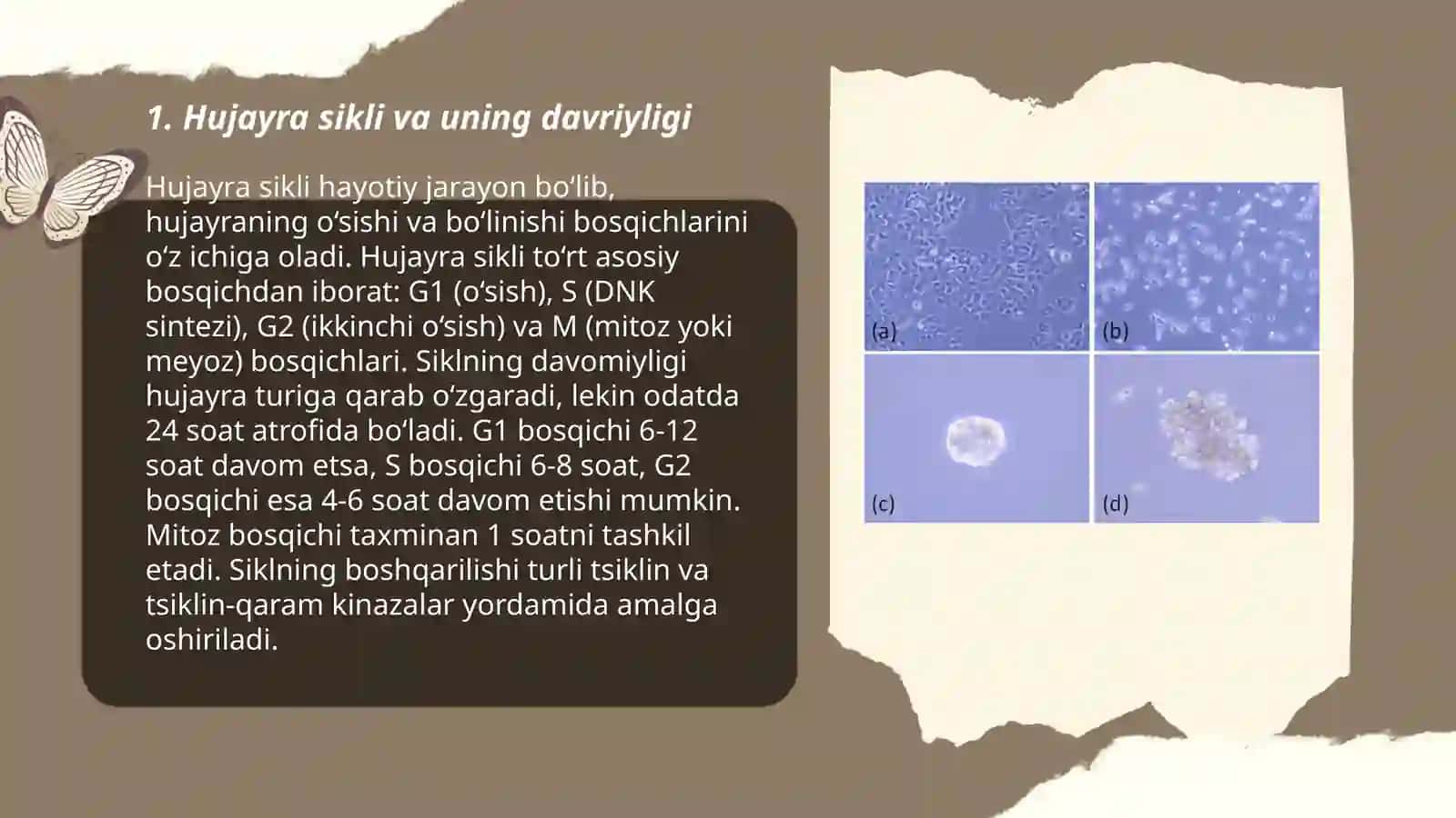 Hujayra sikli va uning davriyligi 3