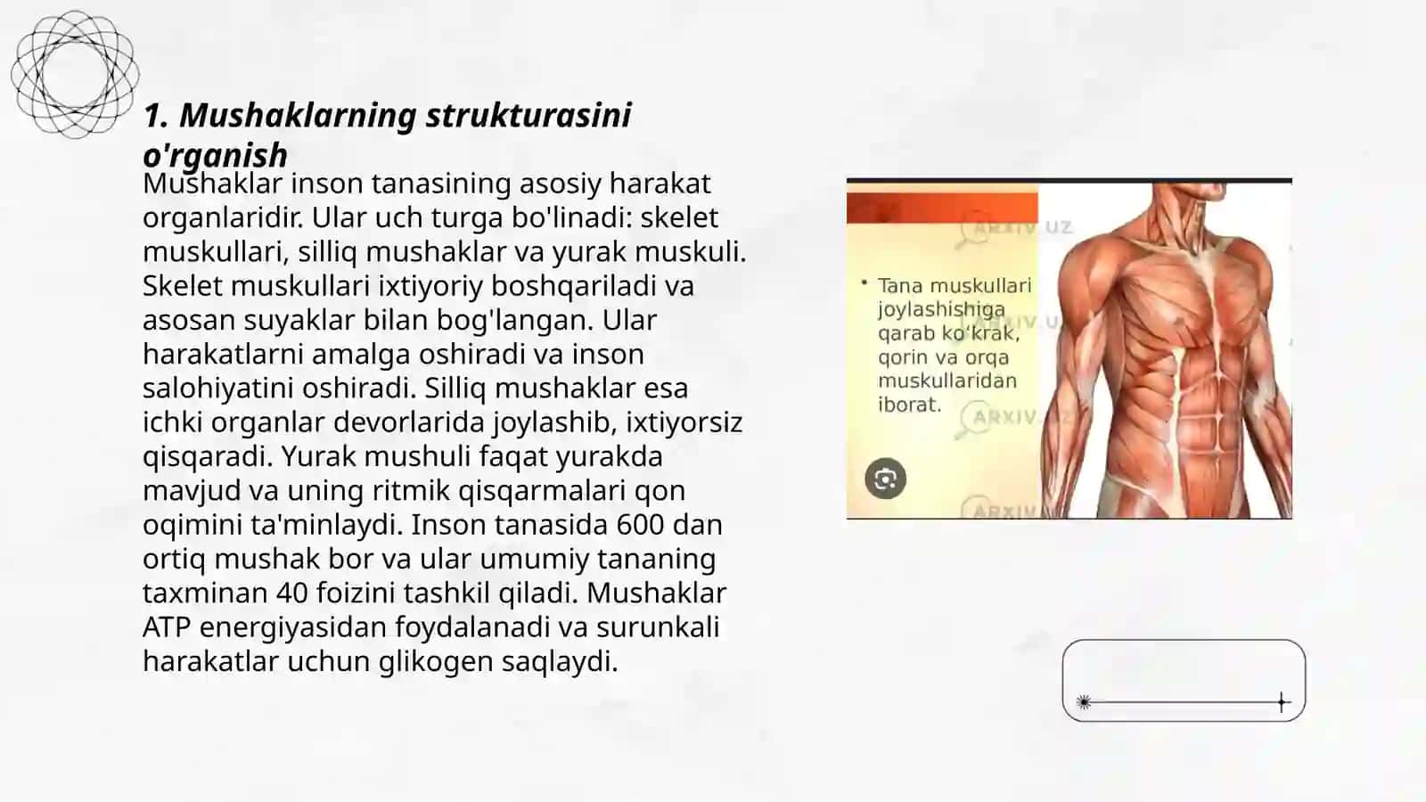 Muskul fiziologiyasi 3