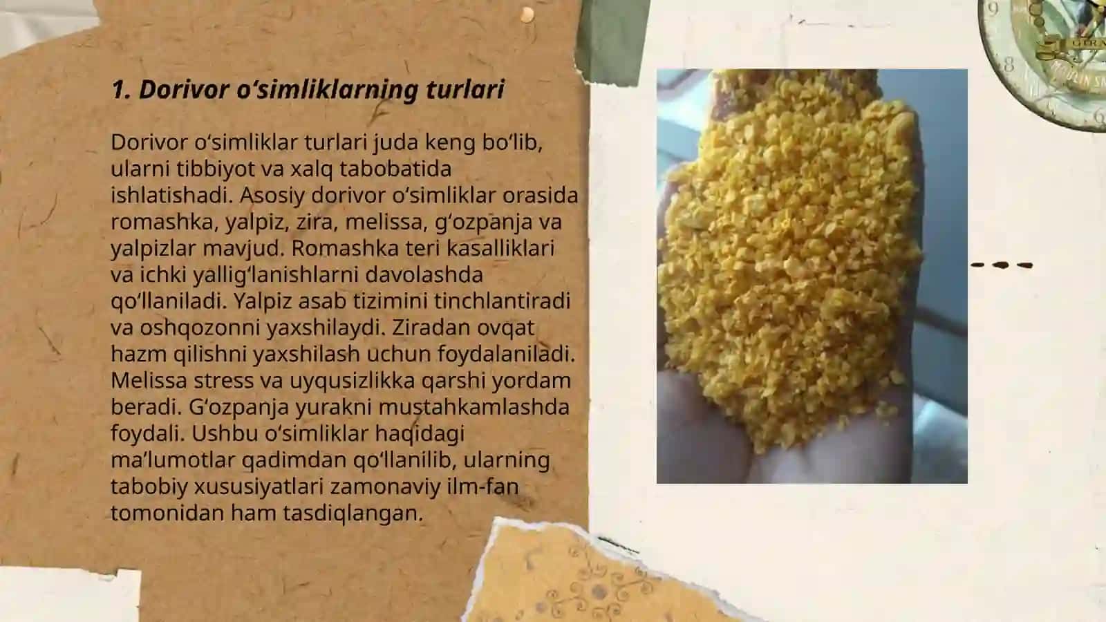 Dorivor oʻsimliklar xom ashyosini tayorlash 3