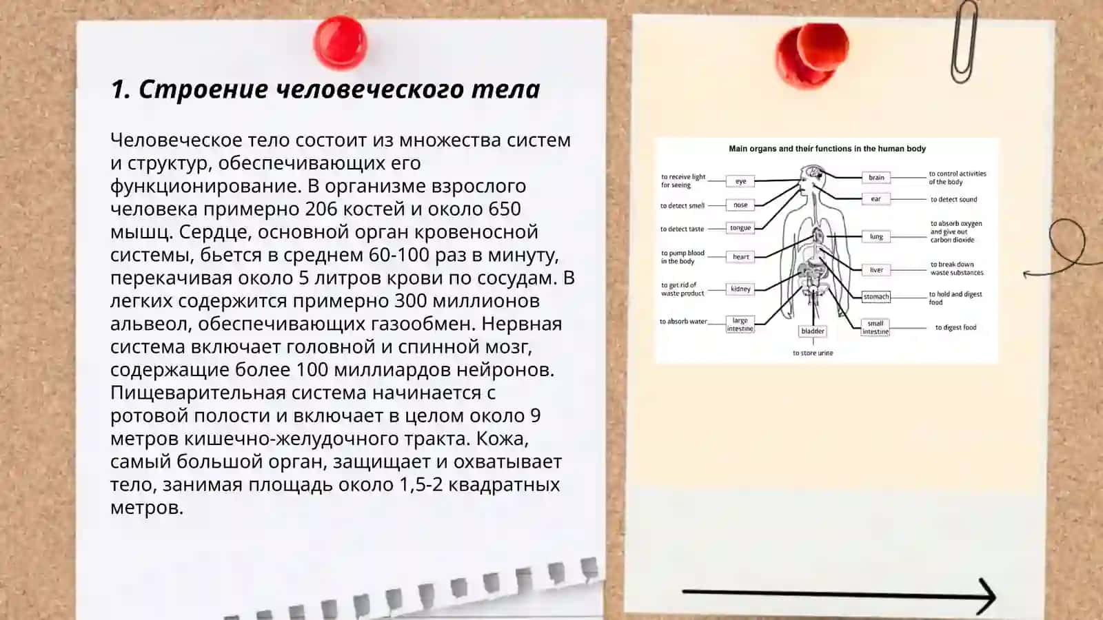 Организм как единое целое 3