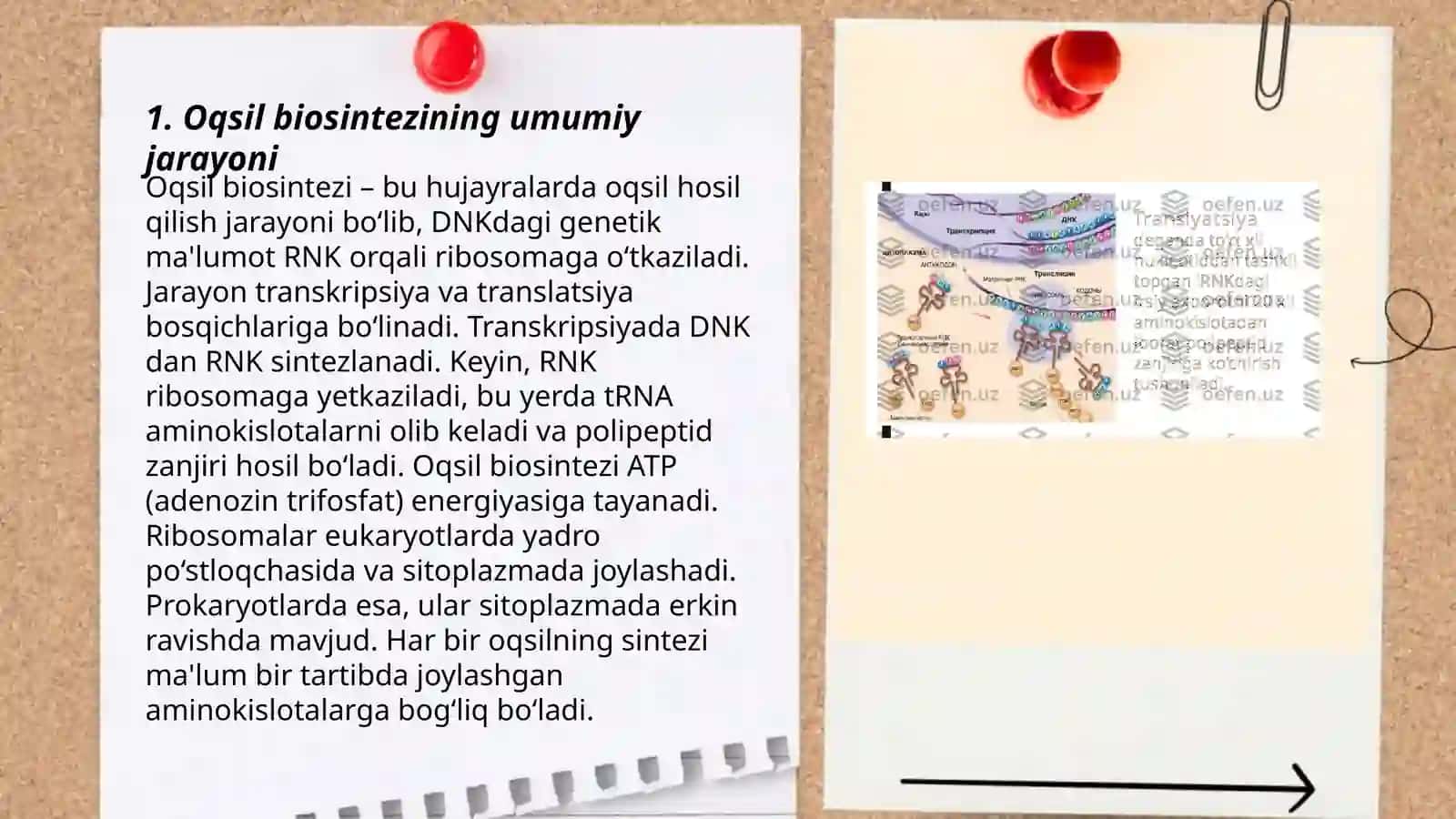 Oqsil biosintezi va uning genetik darajadagi regulyatsiyasi 3