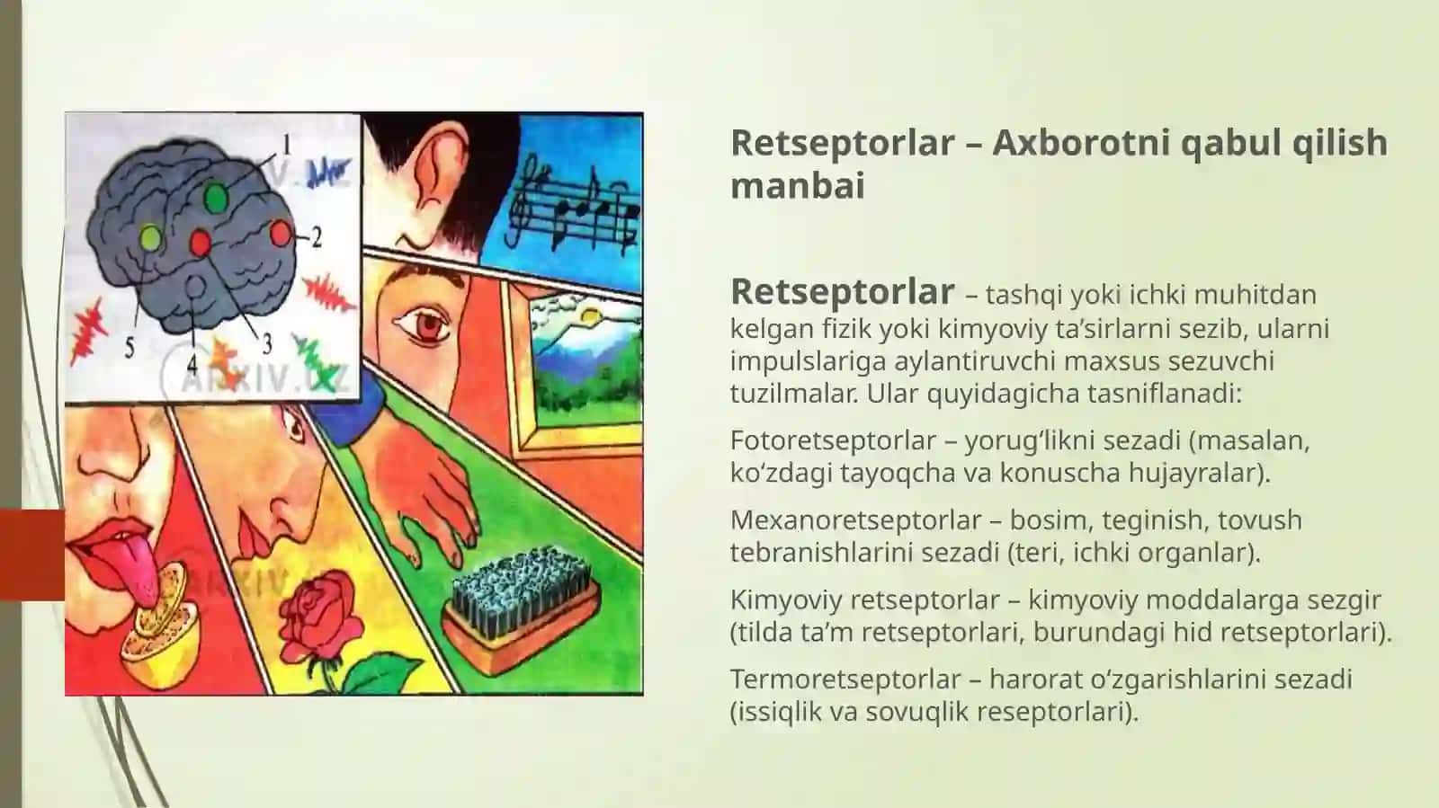 Sensortizimda axborotlarni qayta ishlash mexanizmlari va ta’sir etuvchi gormonlar 3
