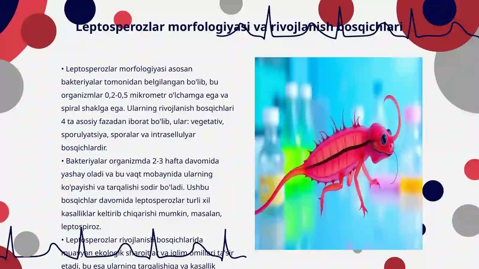 Leptosperozlar morfologiyasi,strukturasi,keltirib chiqaruvchi kasalliklari, laboratoriya diagnostikasi 3