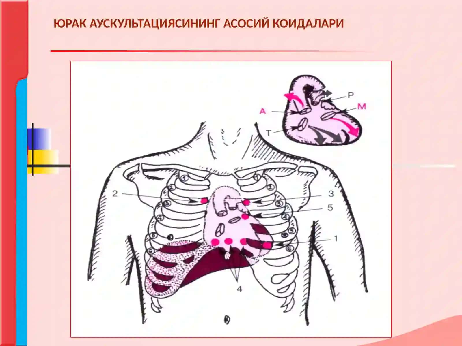 ЮРАК АУСКУЛЬТАЦИЯСИ. НОРМА ВА ПАТОЛОГИЯДА ЮРАК ТОНЛАРИ.ЮРАК ШОВКИНЛАРИ 3