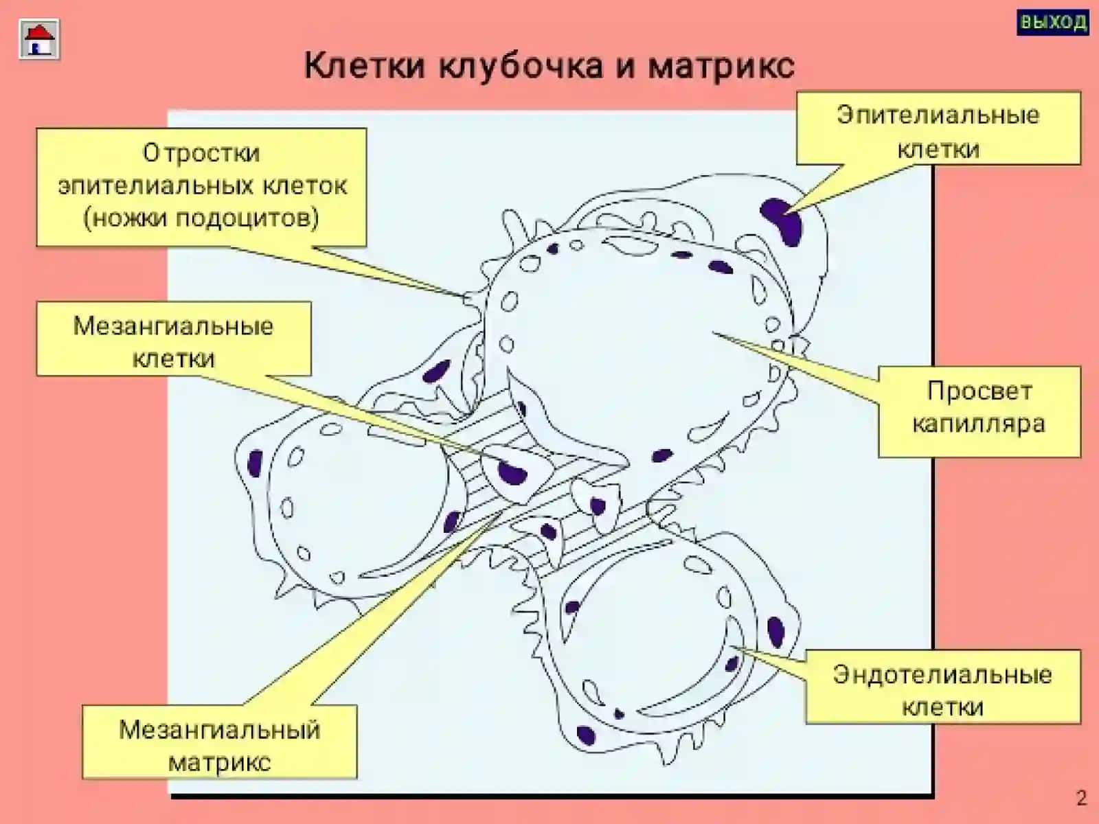 ГЛОМЕРУЛОНЕФРИТЛАР ПИЕЛОНЕФРИТЛАР 3