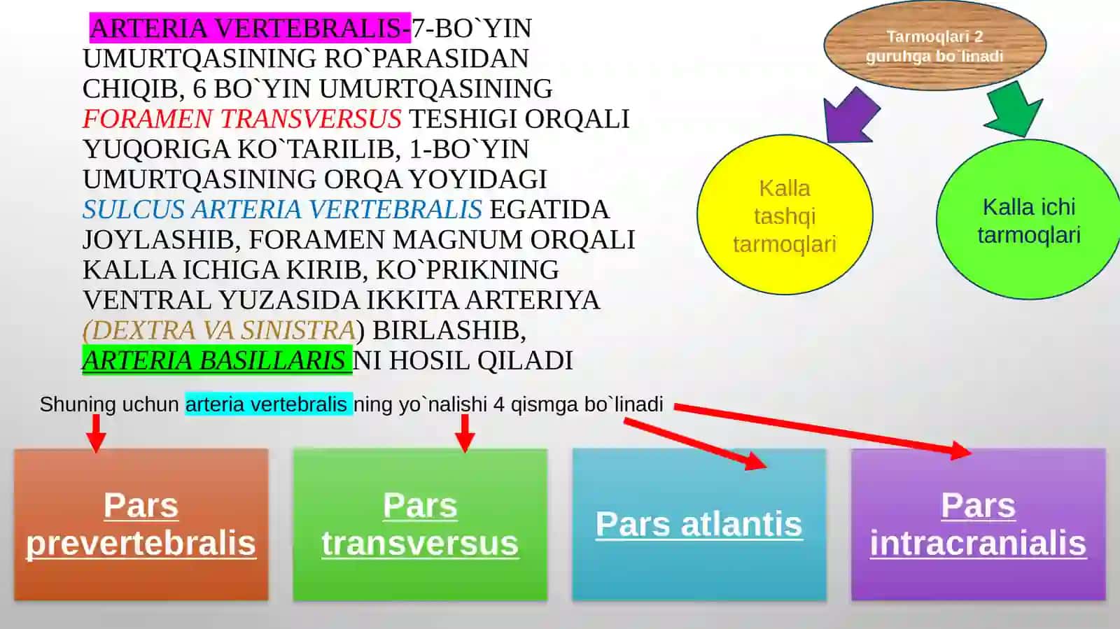 O`mrov osti arteriyasi-arteria subclavia va qól arteriyalari 3