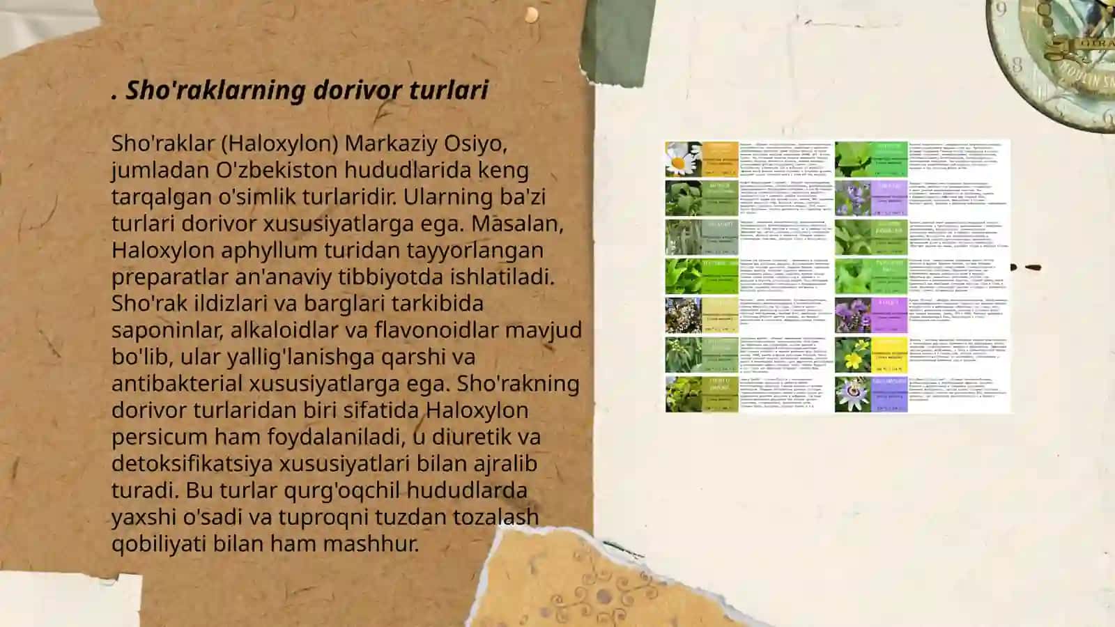 Sho'raklar (Haloxylon) 3
