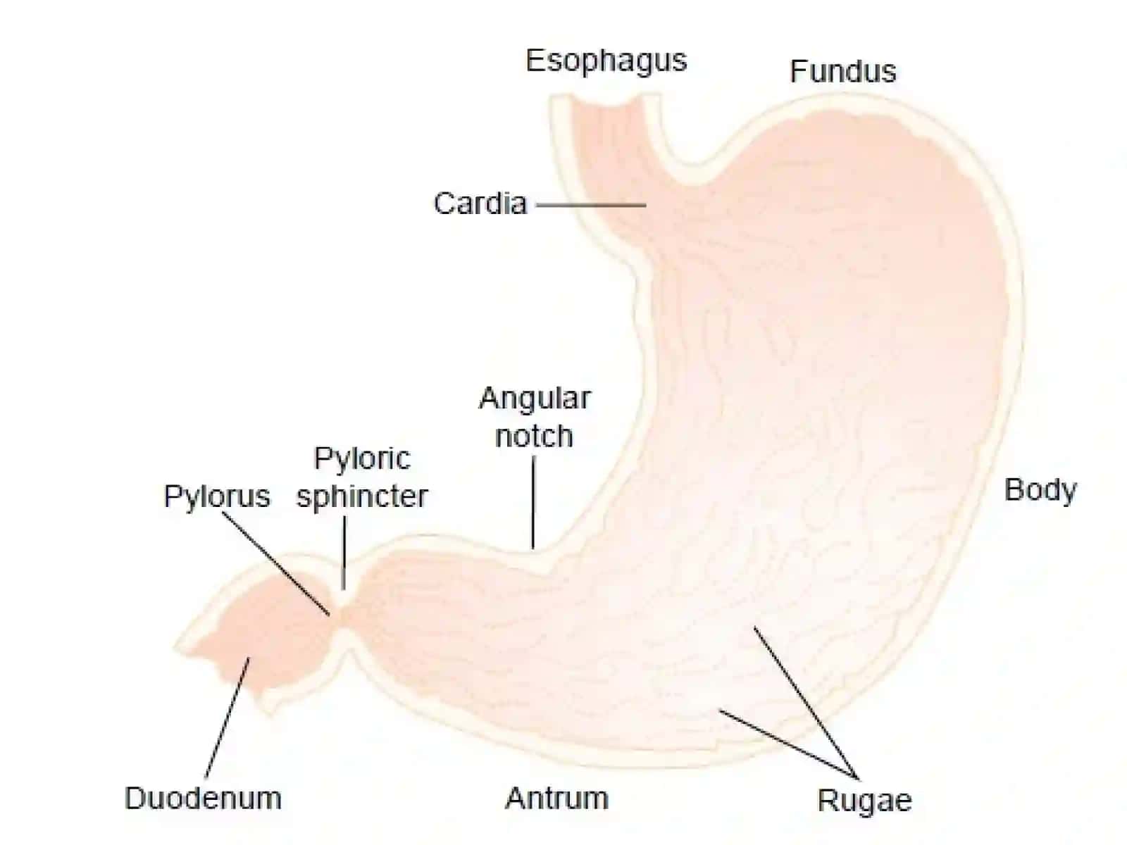 The stomach 3