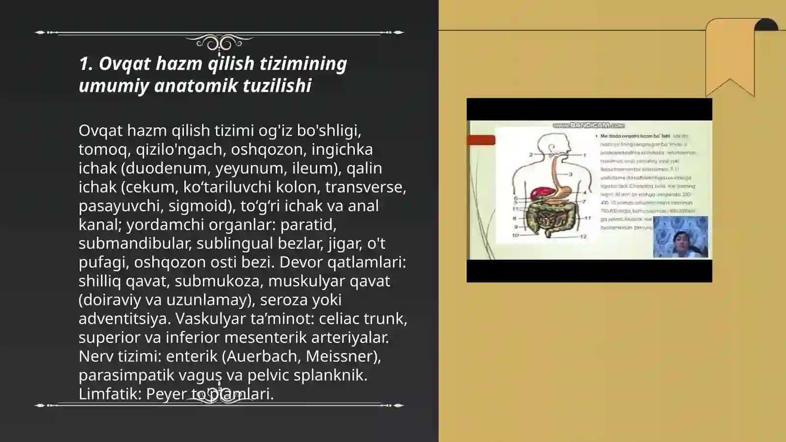 Ovqat hazm qilish tizimini anatomiyasi o'rganish 3