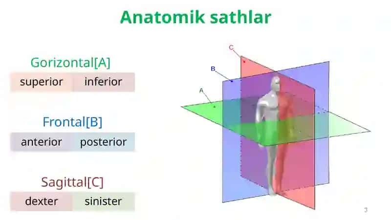 O'ZBEKISTONDA ANATOMIYA FANINING RIVOJLANISHI 3