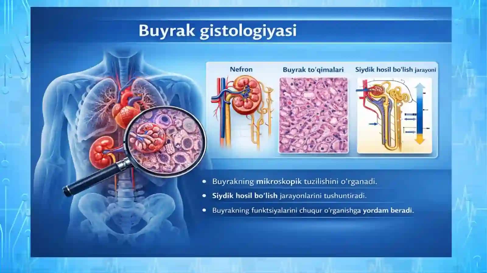 BUYRAK GISTOLOGIYASI 3