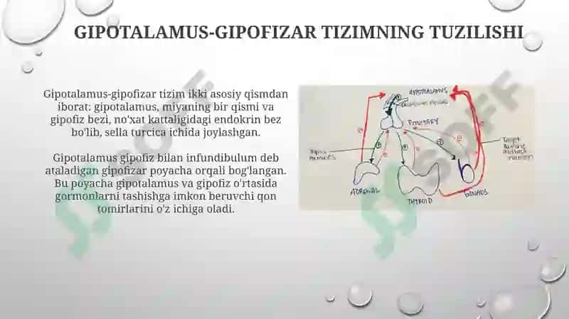 Gipotalamo-gipofizartizim:boshqaruvvata’siri 3